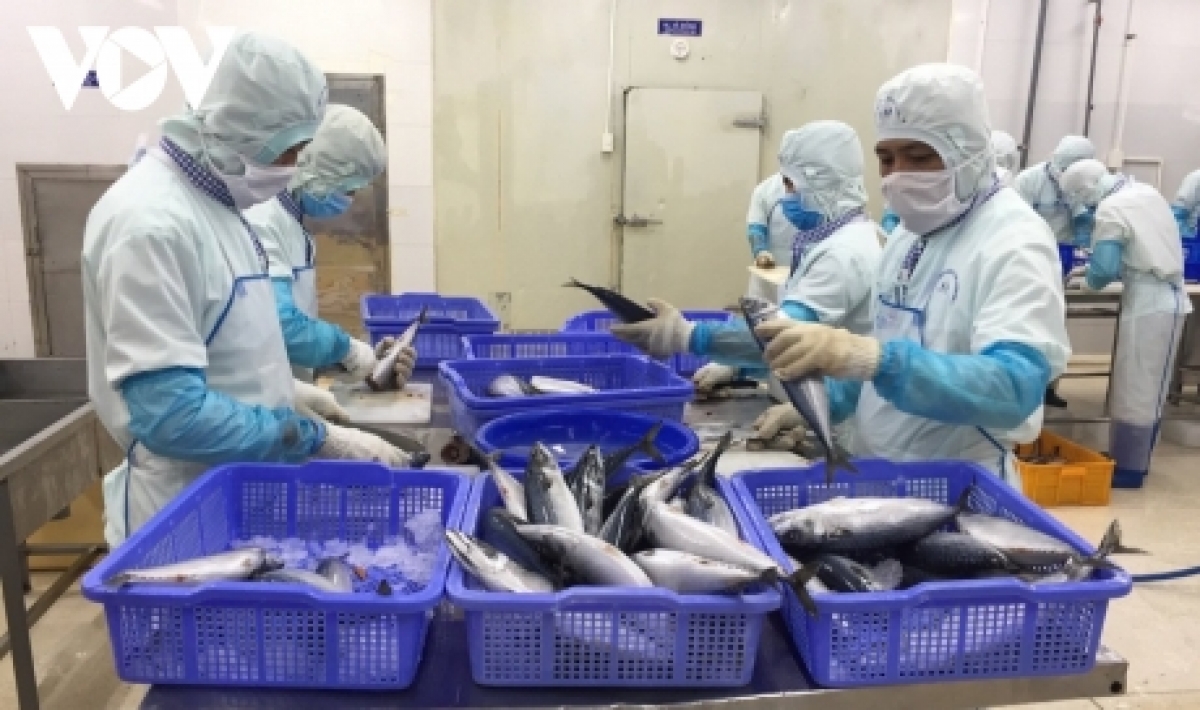Nhiều doanh nghiệp chế biến thuỷ sản ở Bà Rịa – Vũng Tàu kiệt quệ vì dịch bệnh 