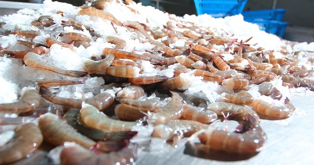 Indonesia Nhà máy tăng mua nguyên liệu, giá tôm tăng