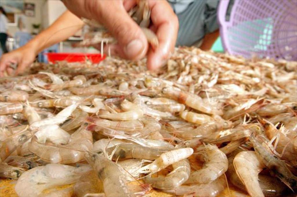 Thái Lan Giá tôm nguyên liệu tăng nhẹ trong tuần 38