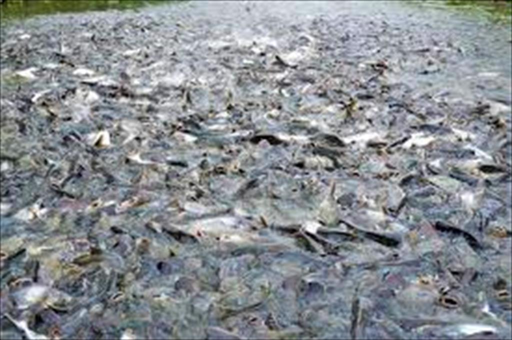 Việt Nam có thể thiếu cá tra xuất khẩu cho đến quý II2022