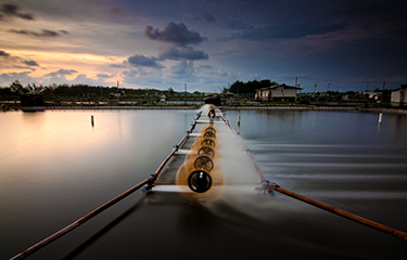 Indonesia Giá tôm nguyên liệu tăng lên mức cao trong 2 năm