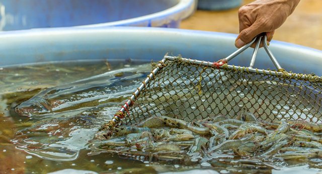 Nhập khẩu tôm của Mỹ từ Ecuador chững lại trong tháng 82021 