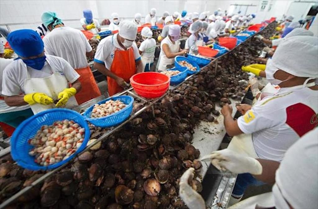 Mỹ Nhập khẩu sò điệp tăng gấp đôi trong tháng 82021