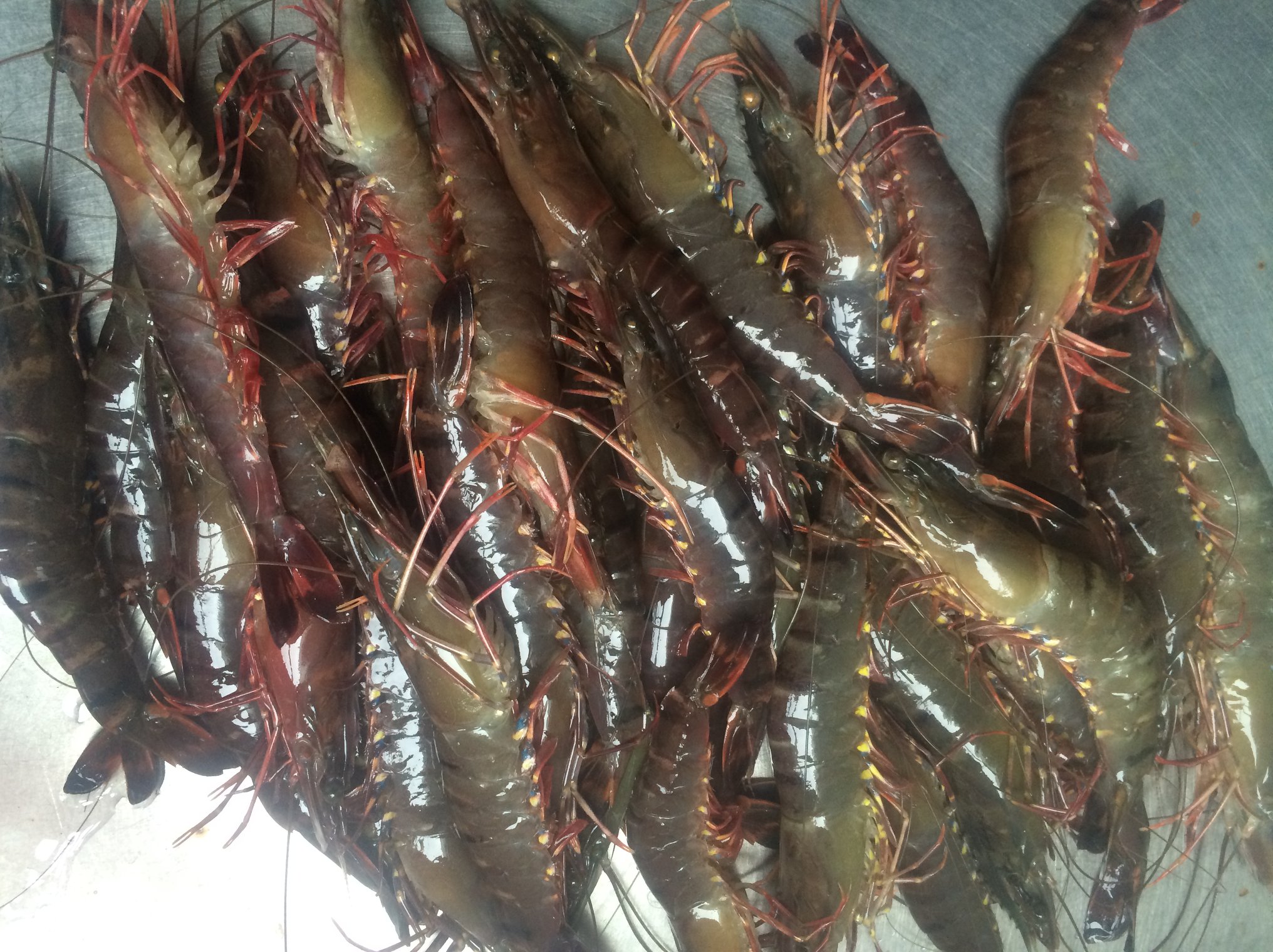 Tây Ban Nha Nhập khẩu tôm sú từ Việt Nam tăng đột phá