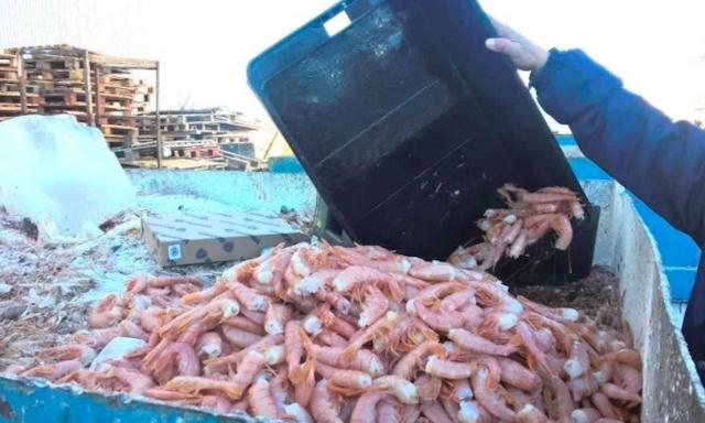 Argentina Lượng cập cảng tôm đỏ tiếp tục tăng trong tháng 8