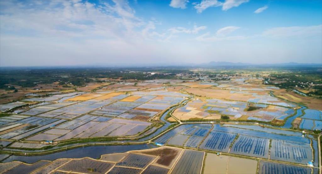 Trung Quốc Giá tôm chân trắng tăng trong tháng 92021