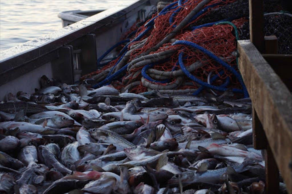 Mỹ Xuất khẩu cá minh thái Alaska tăng trong tháng 82021