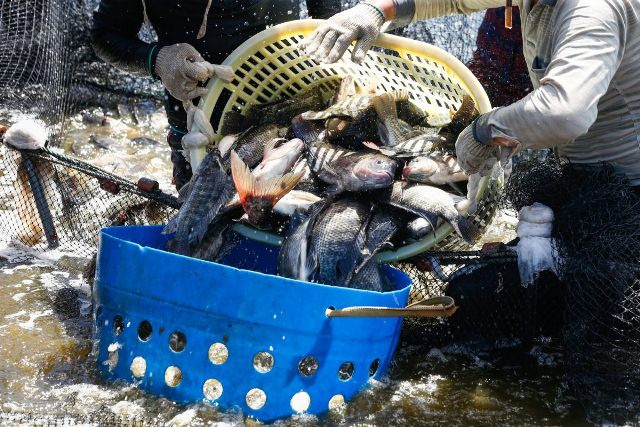 Ngành cá rô phi của Trung Quốc hy vọng sẽ cải thiện khi giá cao 