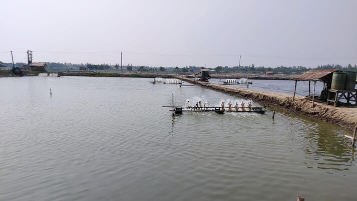 Ấn Độ Nguồn cung tôm cỡ lớn dự kiến vẫn thấp đến năm 2022