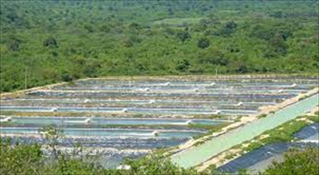 Ecuador Xuất khẩu tôm tăng trong quý III2021