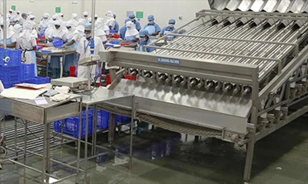 Ấn Độ Giá tôm nguyên liệu vẫn ở mức cao trong tuần thứ 7 liên tiếp 