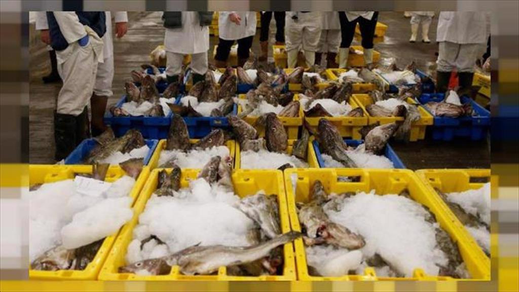 EU Nhập khẩu cá haddock đông lạnh từ Na Uy giảm mạnh trong quý 32021