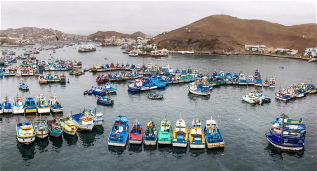 Peru Lượng cập cảng hải sản giảm 25% trong tháng 8 năm nay