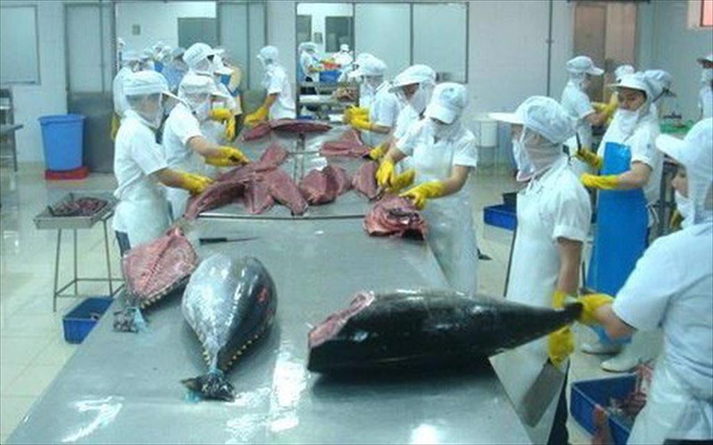 Xuất khẩu cá ngừ có tín hiệu hồi phục