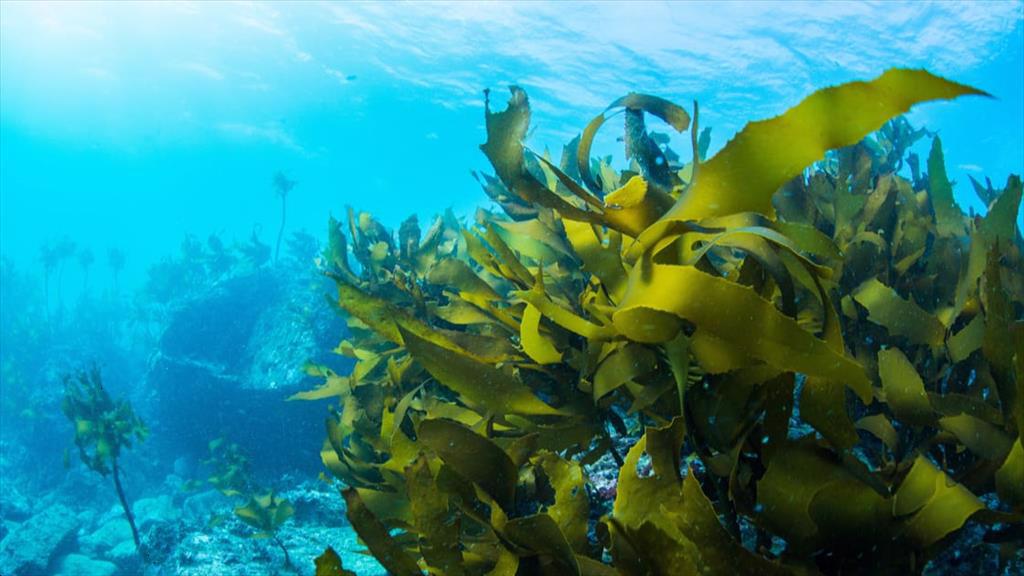 Vương quốc Anh Ngành tảo và rong biển tiếp tục mở rộng