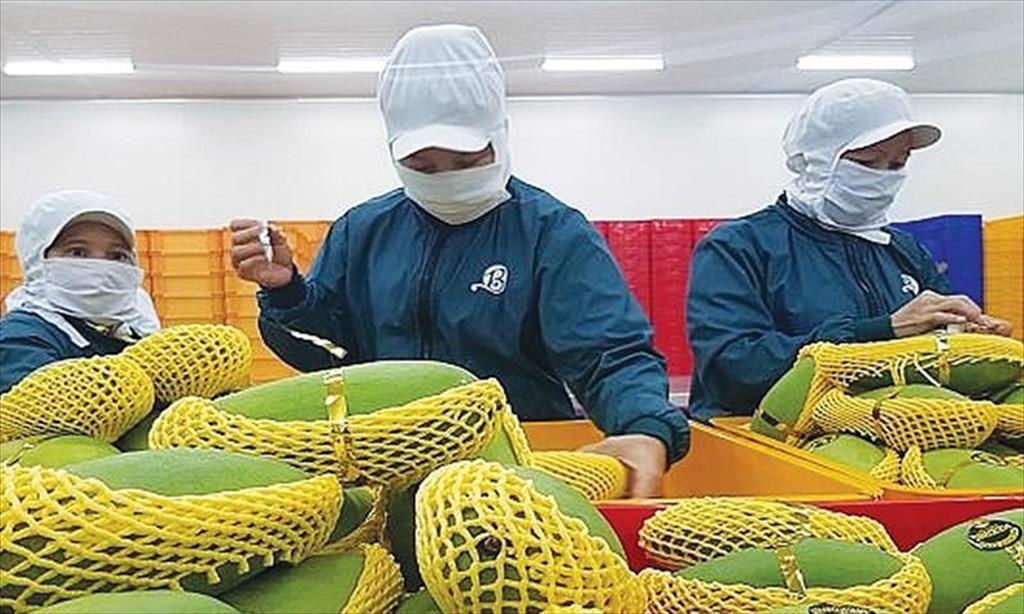 Xuất khẩu nông sản sang EU Tăng tuân thủ quy định để tăng cơ hội 