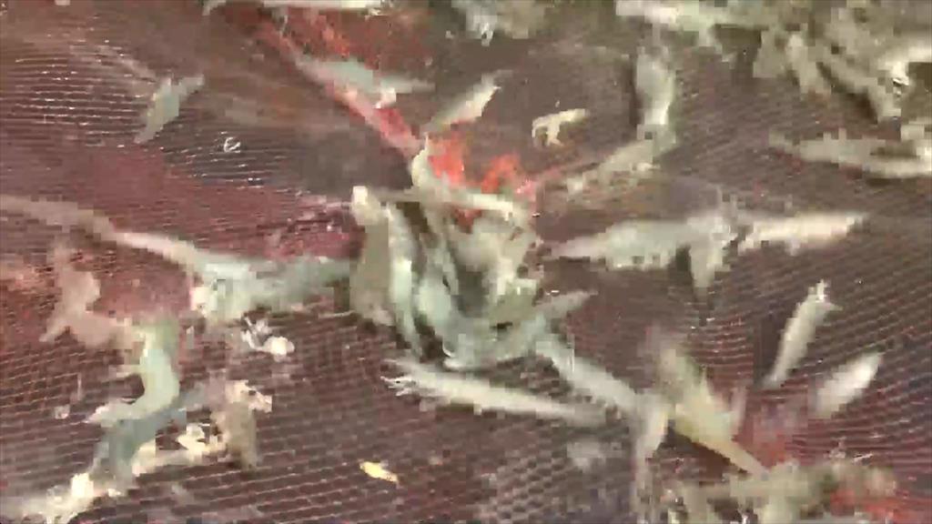 Cà Mau Tháng 112021, sản lượng thủy sản đạt gần 762 ngàn tấn