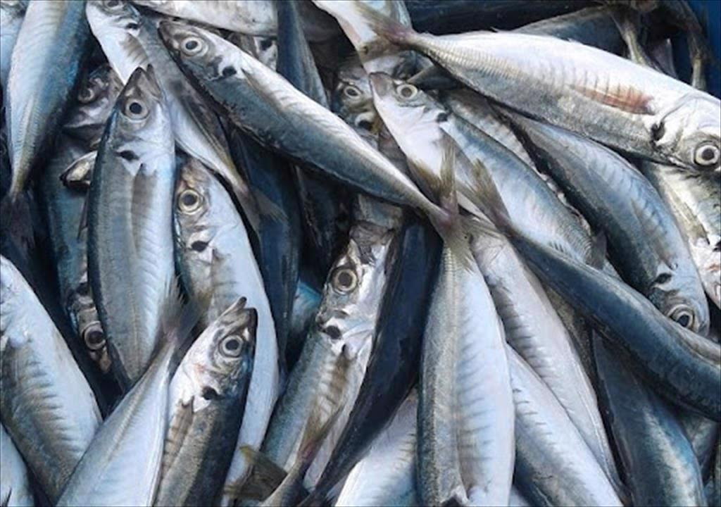 Philippines tăng nhập khẩu cá nục gai với nỗ lực kiềm chế giá nội địa
