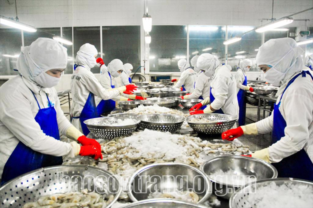 Sóc Trăng Doanh nghiệp ngành tôm - Nỗi lo chưa dừng lại 