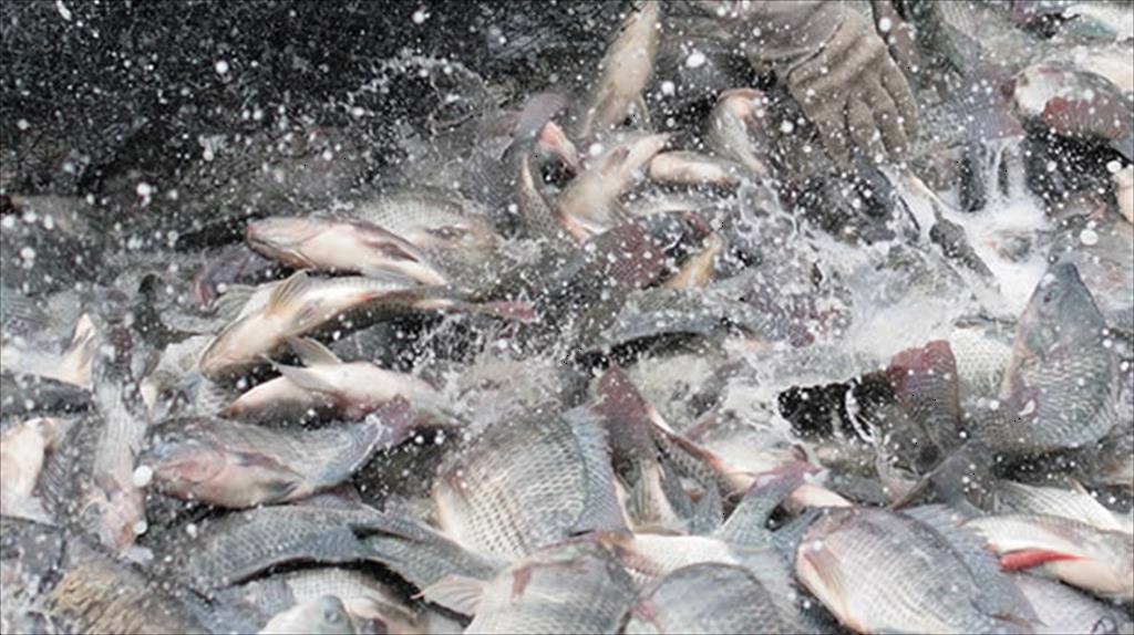 Giá cá rô phi nhỏ Trung Quốc tăng cao