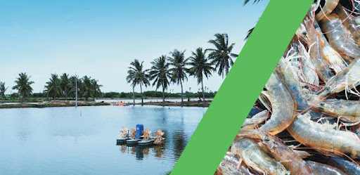 Mỹ Giá trị nhập khẩu tôm tăng 17% trong tháng 102021 