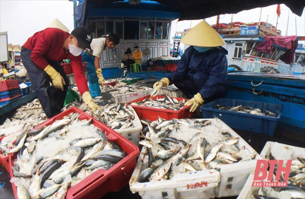 Phát triển đội tàu dịch vụ hậu cần nghề cá