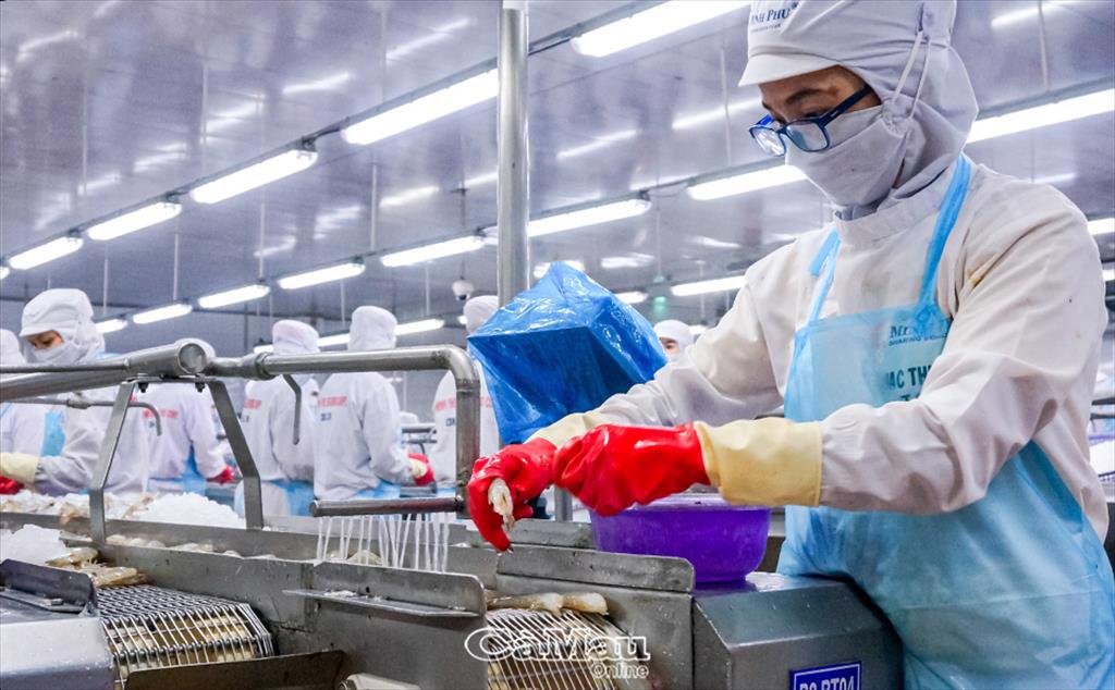 Ngành tôm Cà Mau - Phát triển chưa tương xứng với tiềm năng Mở rộng quy mô - nhu cầu và giải pháp