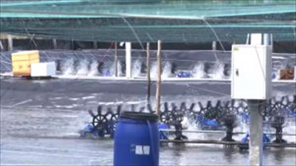 Ứng dụng công nghệ trong nuôi tôm công nghiệp