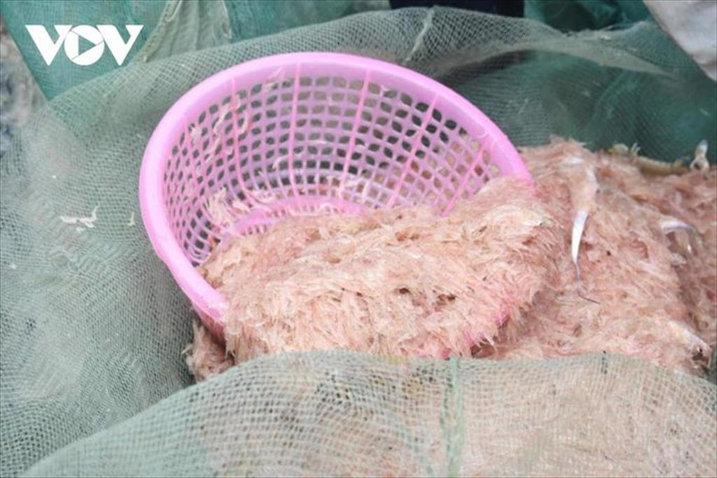 Ngư dân Quảng Bình được mùa ruốc đầu năm mới