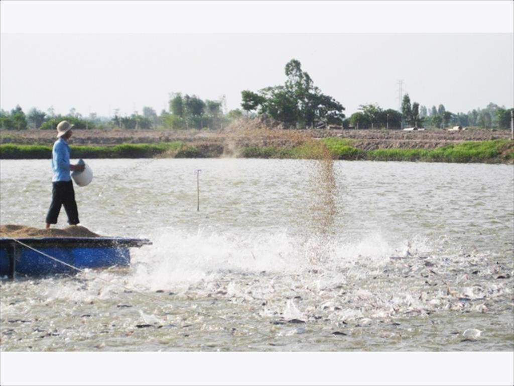 Vĩnh Long Diện tích nuôi cá tra ao thâm canh giảm 5,8%