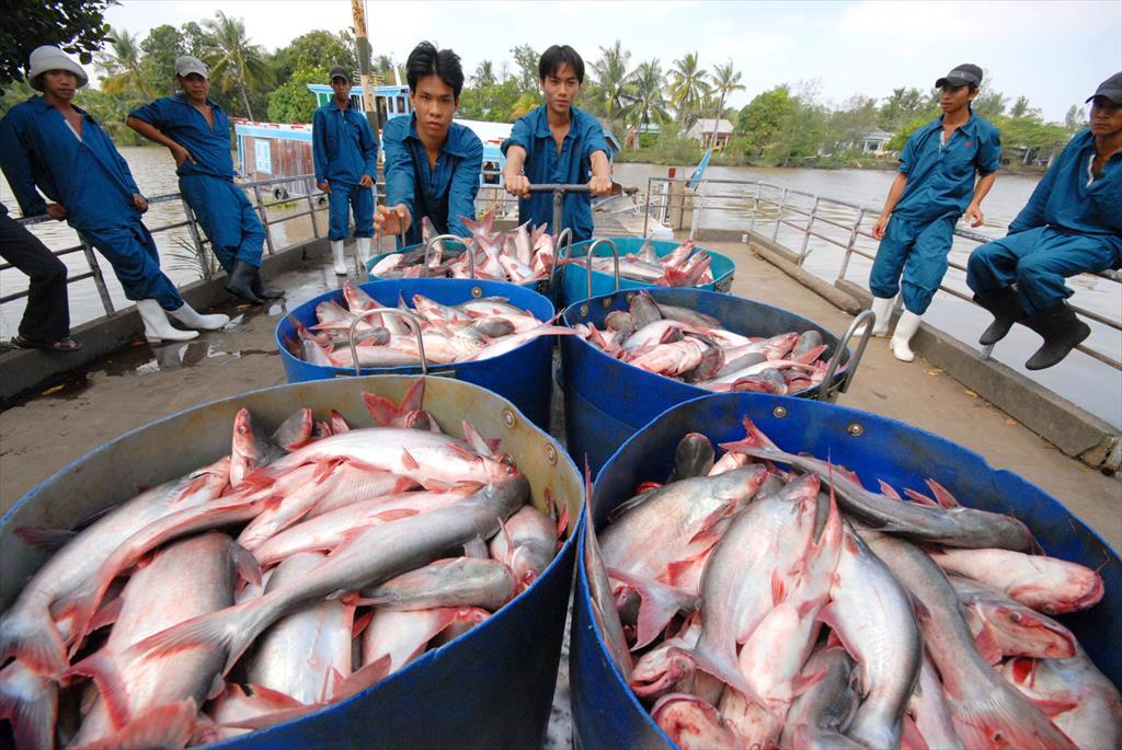 Cuối năm xuất khẩu cá tra sang Trung Quốc tăng trưởng trở lại