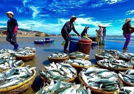 Quy hoạch đến năm 2050, Việt Nam trở thành quốc gia có nghề cá phát triển bền vững, hiện đại