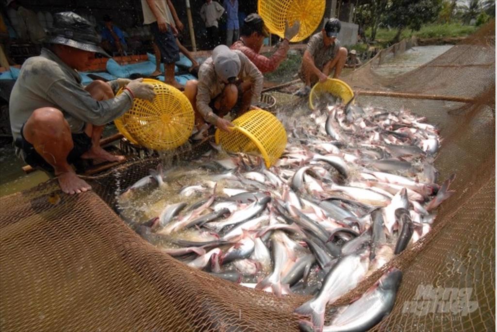 Giá cá tra nguyên liệu tăng nhẹ người nuôi có lãi