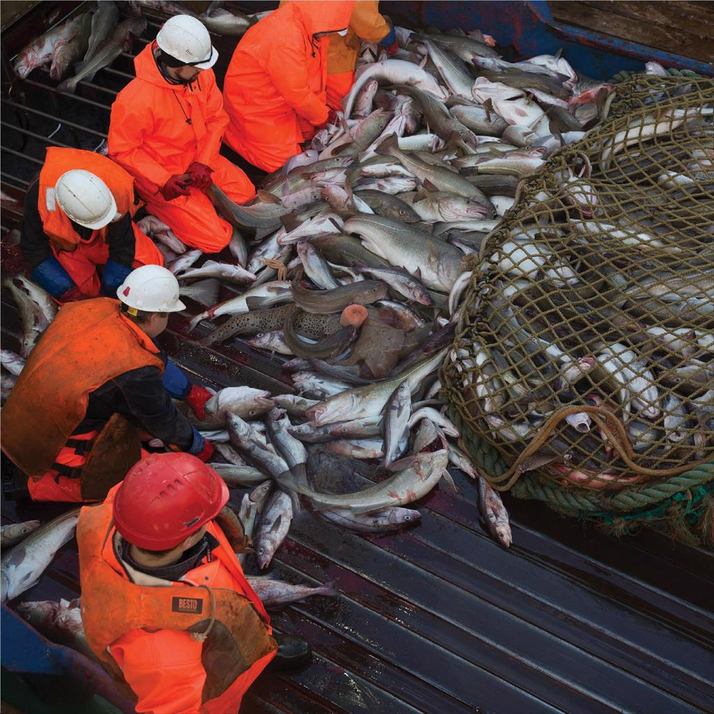 Năm 2022 Norebo sẽ ngừng các lô hàng cá minh thái HG của Trung Quốc