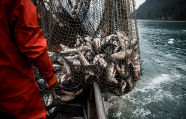 Các nhà lập pháp Alaska chỉ trích cách tiếp cận của Mỹ đối với hàng nhập khẩu thủy sản của Nga