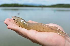 Giá tôm chân trắng nguyên liệu tại một số nước cung cấp