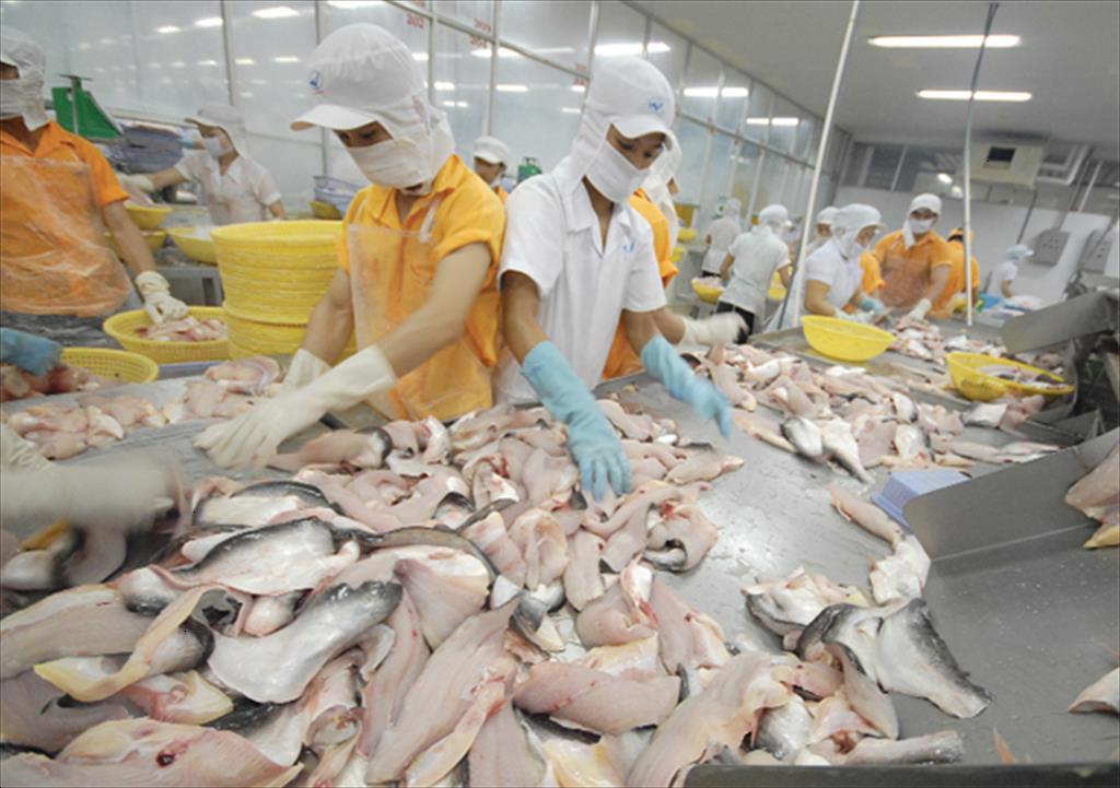 Mỹ tạm về vị trí dẫn đầu trong top thị trường xuất khẩu cá tra Việt Nam