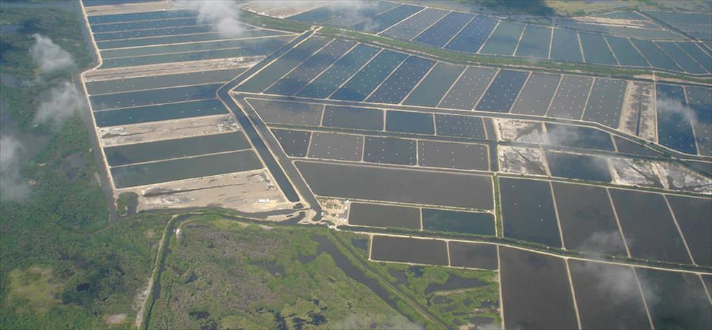 Giá tôm nguyên liệu tại một số nước cung cấp (tuần 4-tuần 82022) 