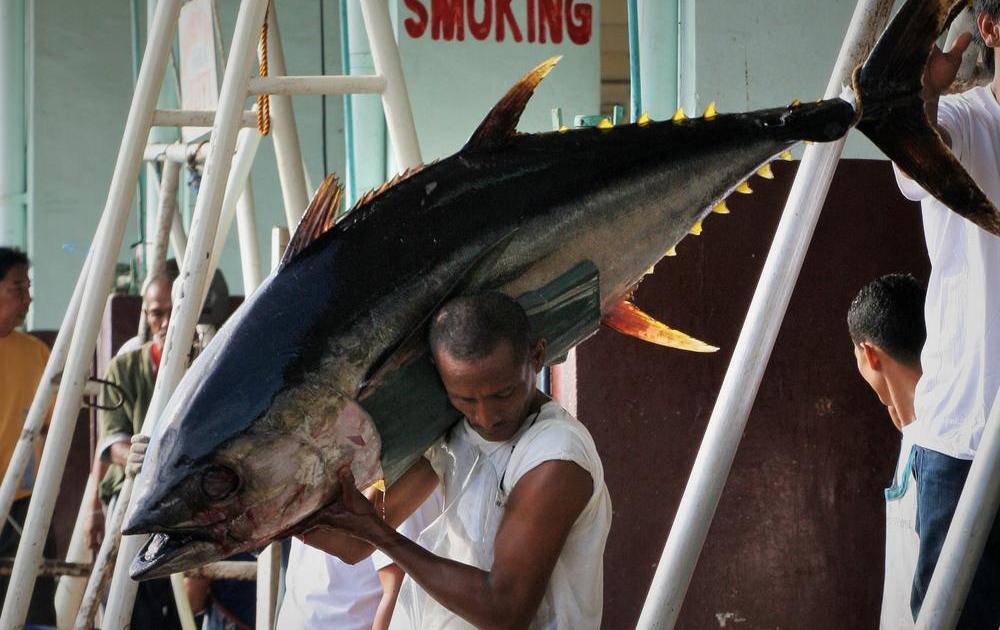 Nghị viện EU muốn tạm thời rút thuế 0 đối với cá ngừ Philippines