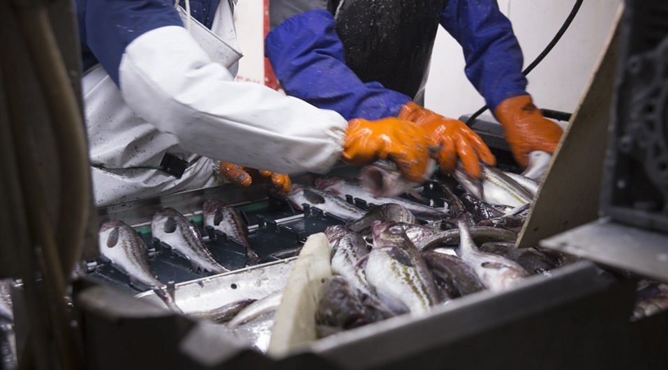 Cá của Nga chế biến tại Trung Quốc có thể cũng bị chịu lệnh trừng phạt của EU