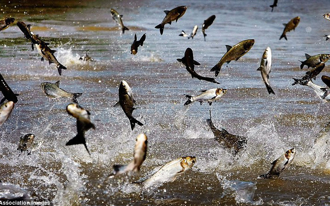 Giá cá tra tăng phi mã, cổ phiếu vua cá Vĩnh Hoàn tăng 30% kể từ đầu năm, lập đỉnh mới