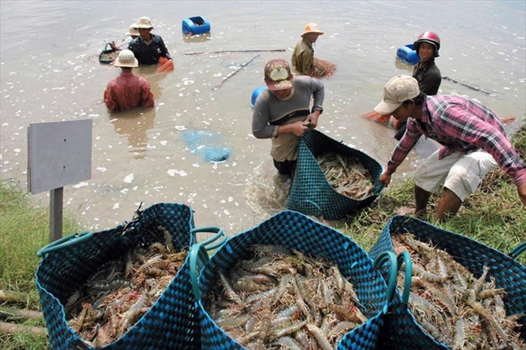Vietnam’s Shrimp Exports are expected to reach a growth of 1012 in 2022