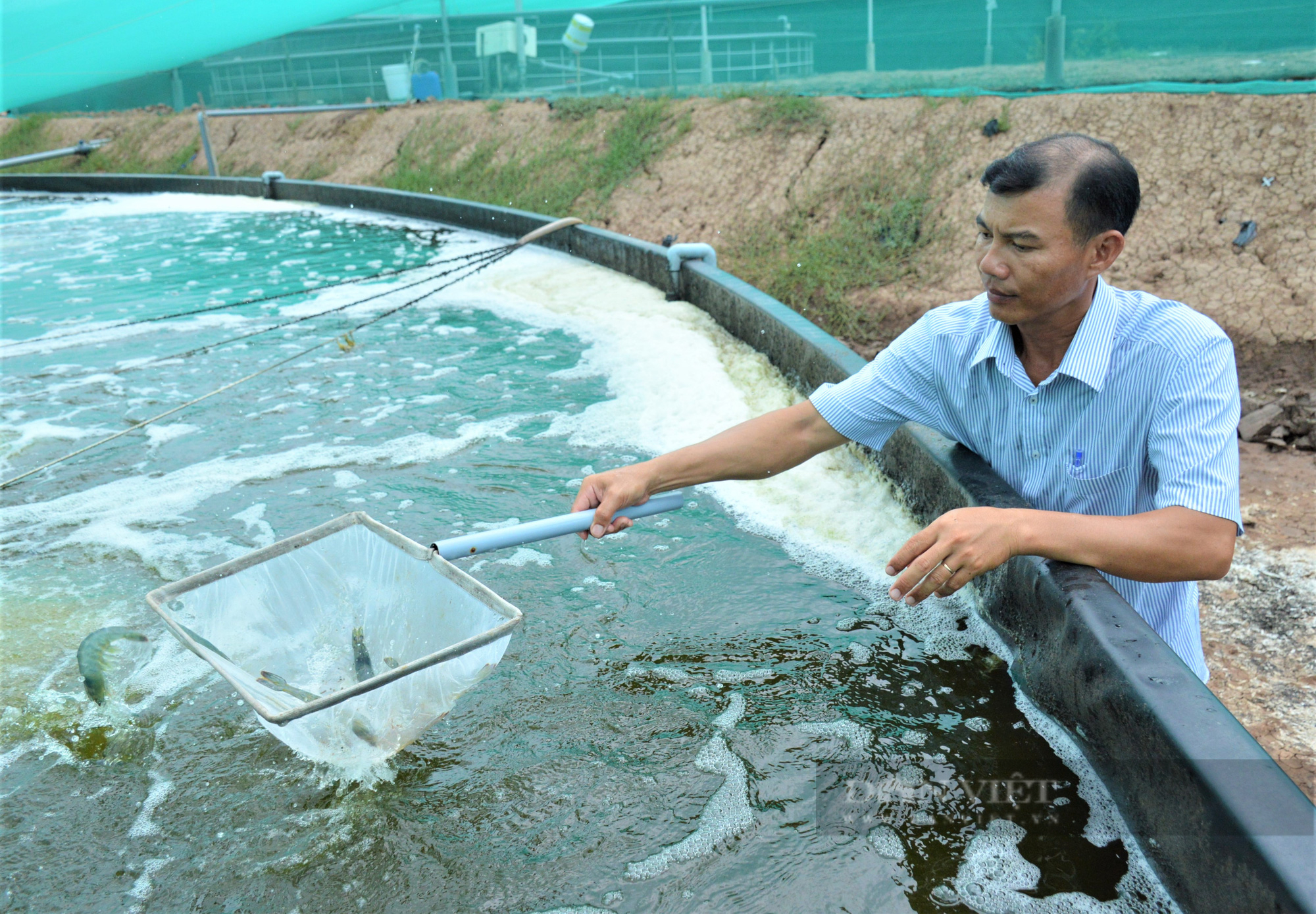 Nghịch lý Giá xăng tăng kỷ lục, chi phí nuôi tôm tăng vọt, giá tôm lại giảm khiến người nuôi lao đao