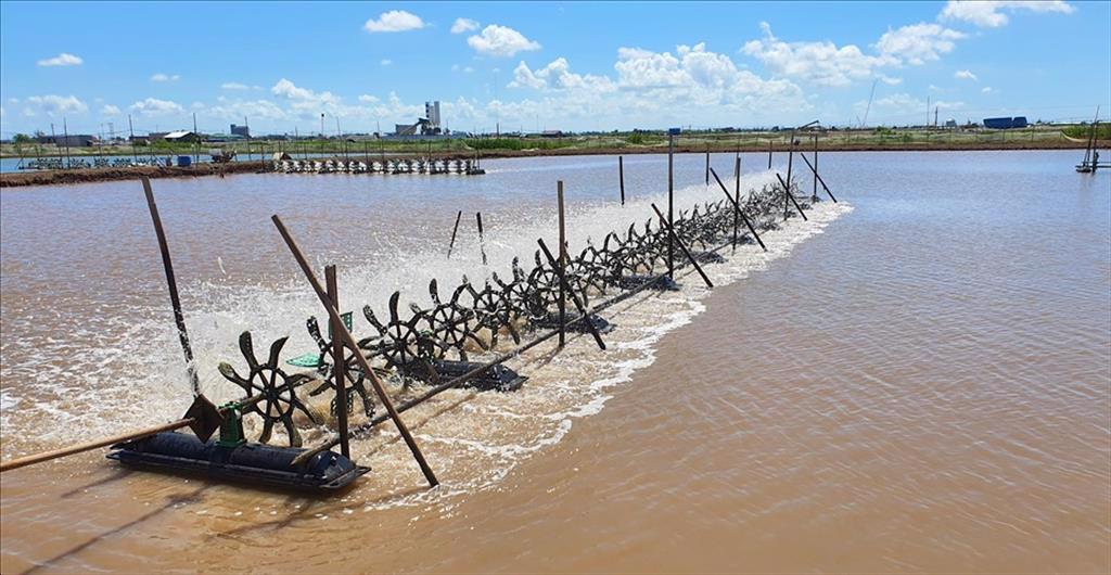 Người nuôi tôm miền Tây ứng phó với tăng giá xăng dầu