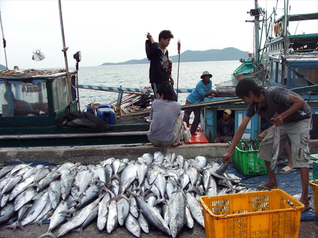 Nâng cao hiệu quả khai thác chế biến, tiêu thụ thủy sản