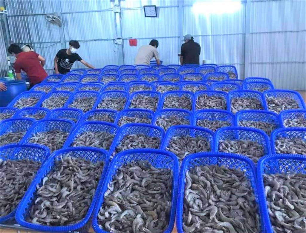 Ở vùng đất này của Bạc Liêu nông dân giấu bí quyết gì mà nuôi tôm cho năng suất cao gấp 10 lần nơi khác