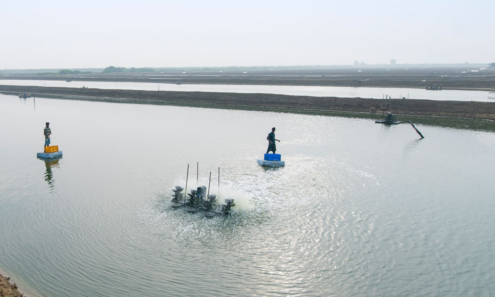 Giá tôm nguyên liệu tại một số nước cung cấp (tuần 6 - tuần 122022) 