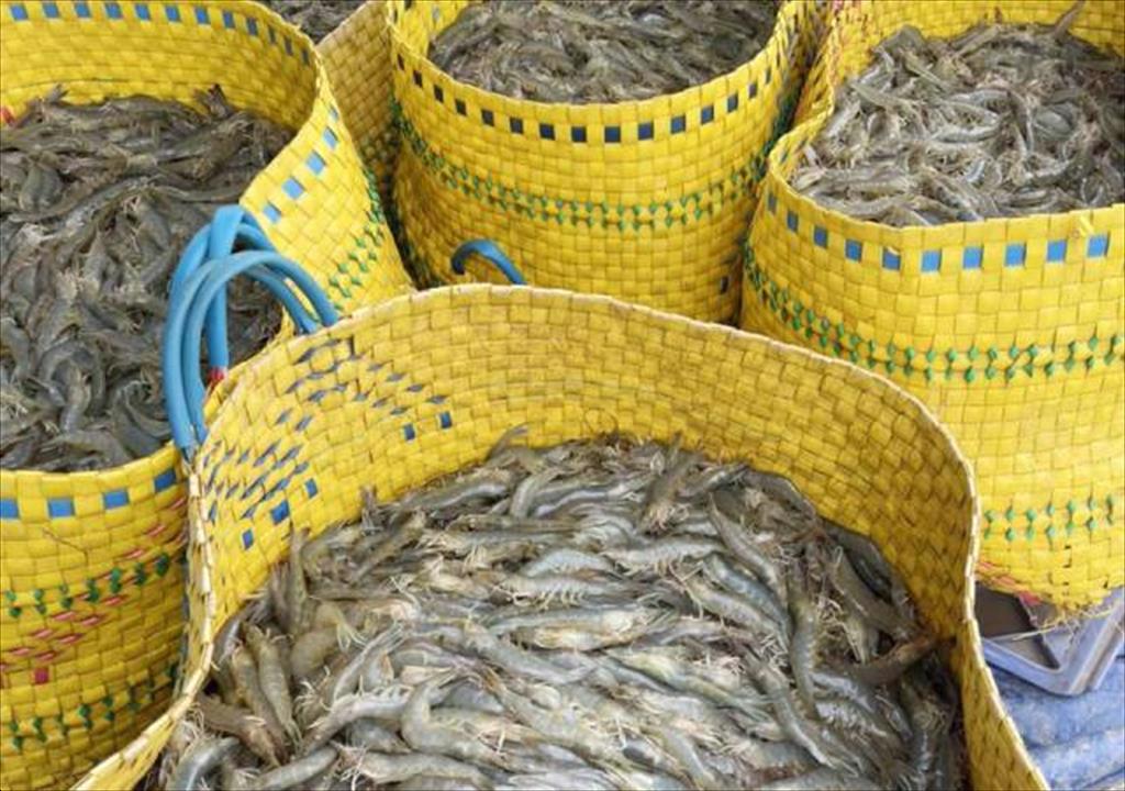 Giá tôm, cá tra hạ nhiệt