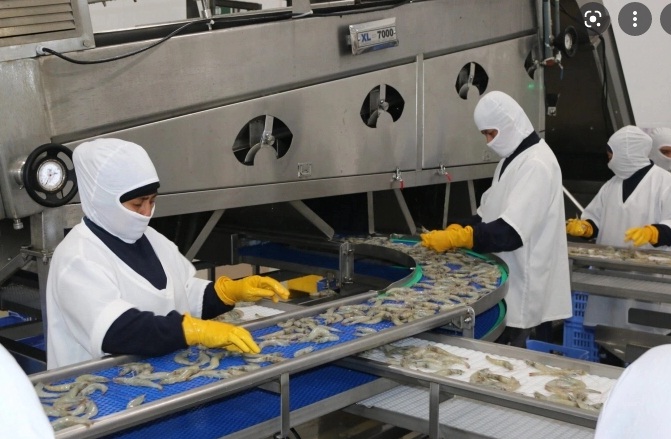 Xuất khẩu tôm Ecuador 2 tháng đầu năm và chiến lược đẩy mạnh xuất khẩu sang Mỹ