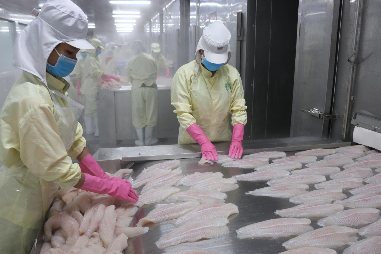 Anh đang khan hiếm cá thịt trắng cơ hội vàng cho cá tra Việt Nam